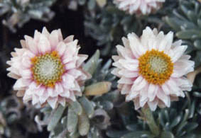 Helichrysum arwae